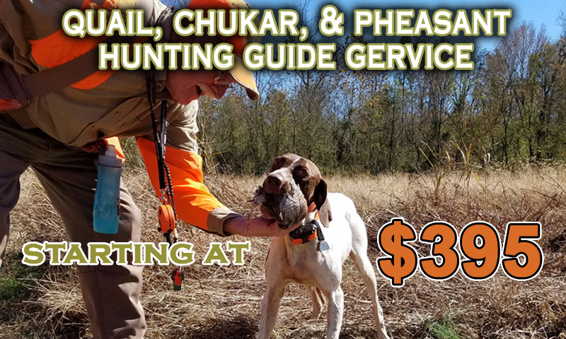 NC Guided Quail Hunts Guide Service