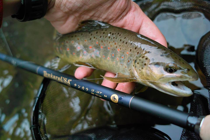 Tenkara Fly Fishing Guide Service Boone NC