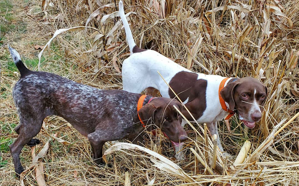 Quail Hunting Western NC Mountains to Coast Quail, Chukar, Pheasant