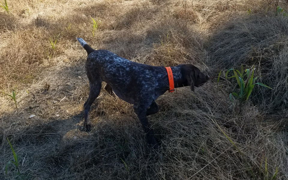 NC Guided Quail Hunts Guide Service