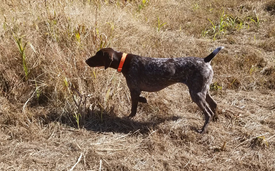 Western NC Guided Quail Hunts Guide Service