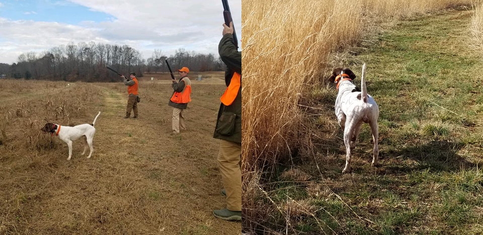 Western NC Guided Quail Hunts Guide Service