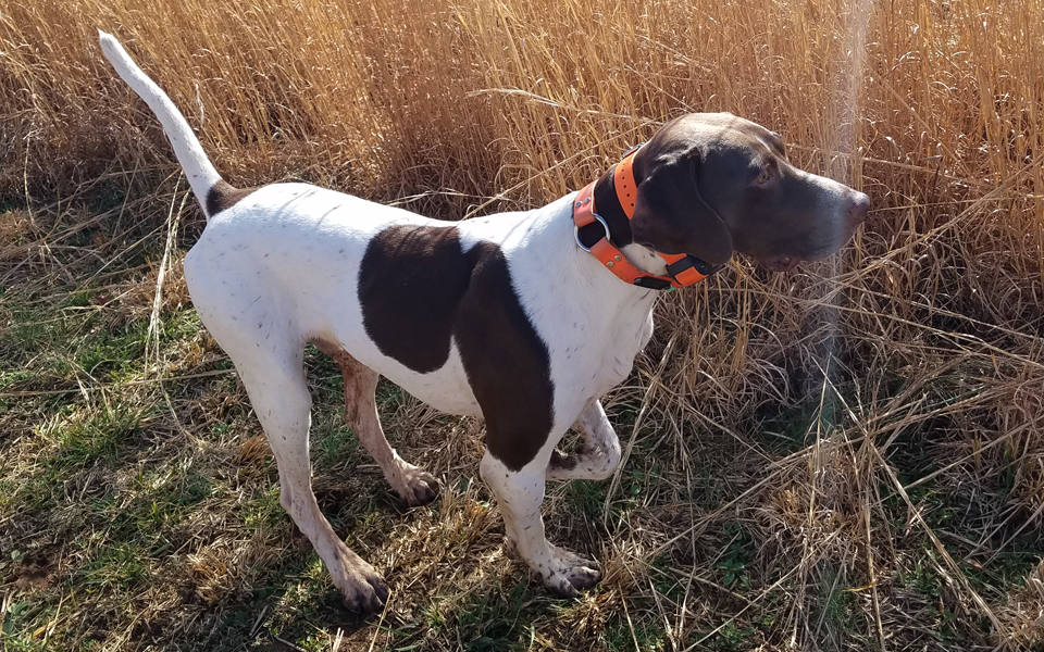 NC Guided Quail Hunts Guide Service