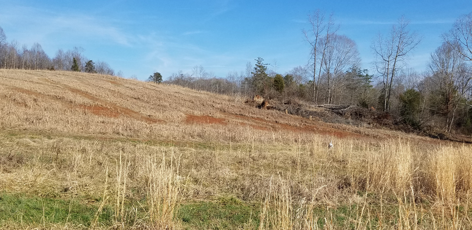 Western NC Guided Quail Hunts Guide Service